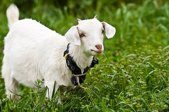 79年属羊人人生中面临的三个重大考验