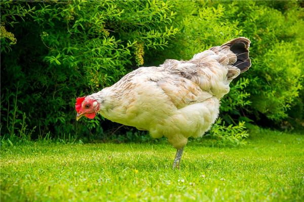 2005年属什么生肖