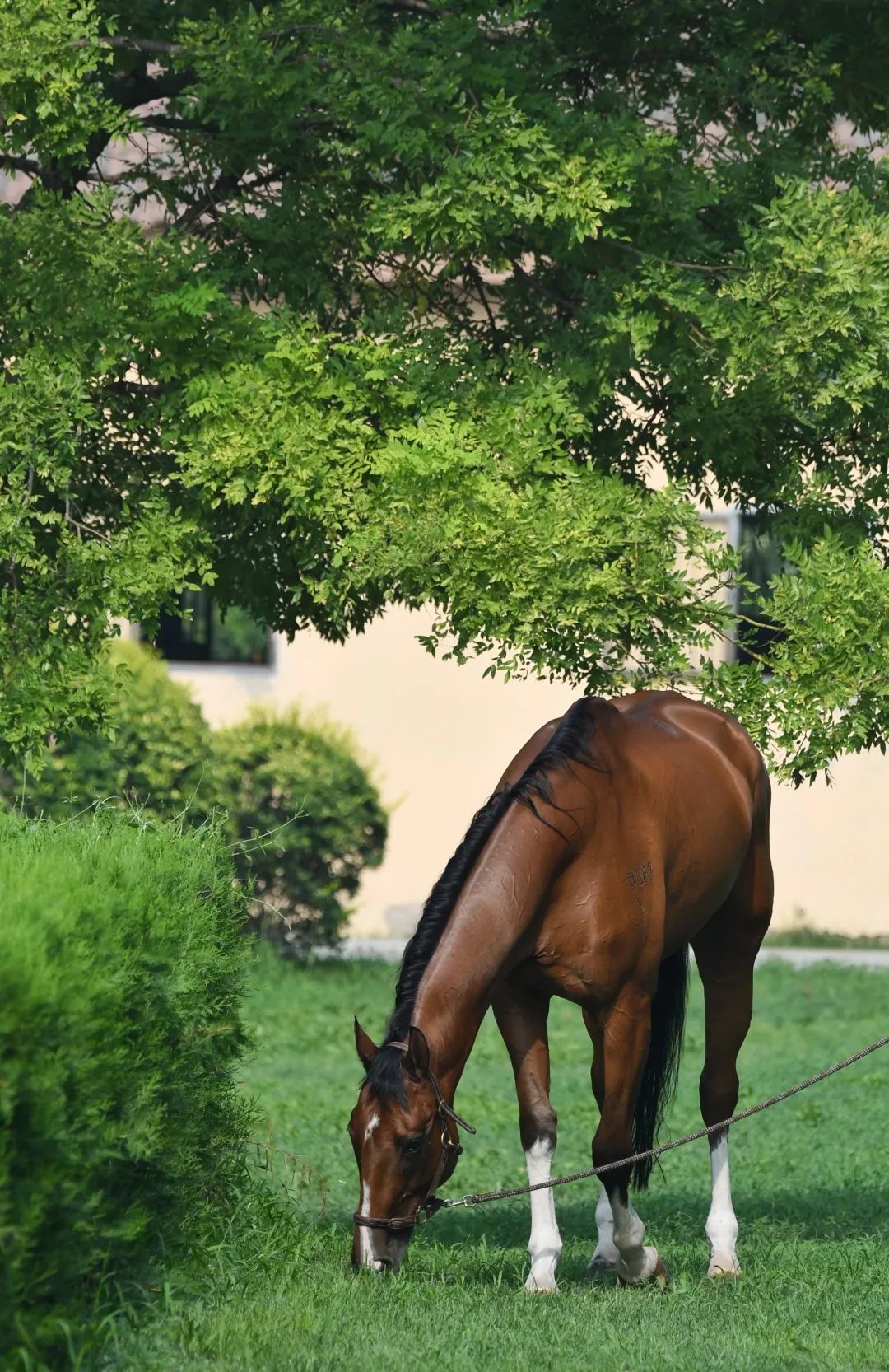 马的姻缘最佳属相