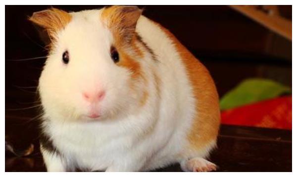 1972年鼠是水命还是木命