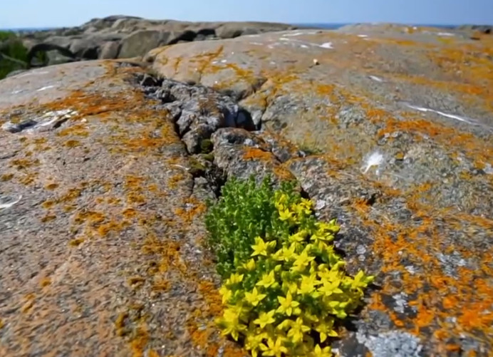 1979年羊女2025年运势完整版