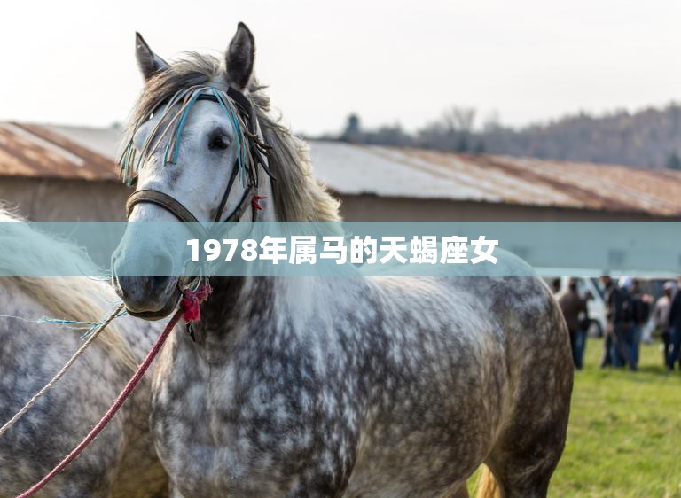 1978年属马的是什么命