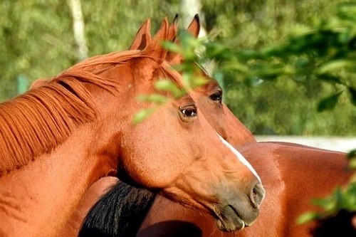 1978年属马的是什么命