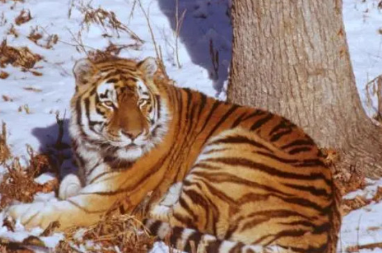 1974年属虎2025年运势及运程