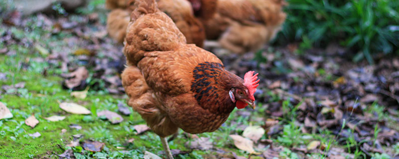 1981年属什么生肖