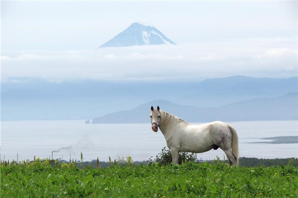 2002年属马的是什么命