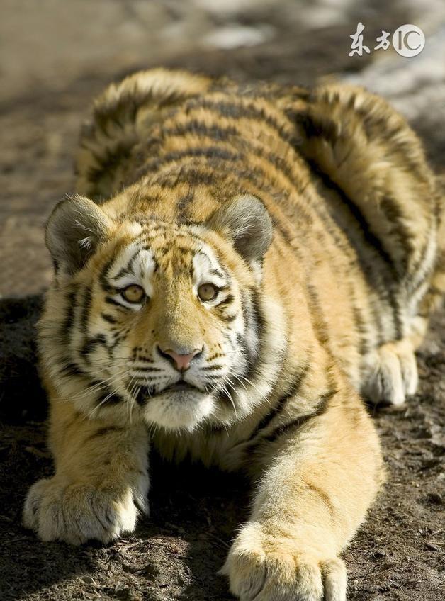 1986年属虎的人2021年运势怎样