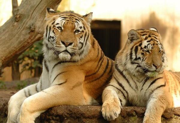 1986属虎2025运势及运程详解