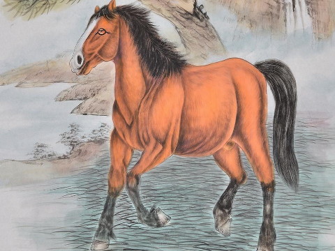 1978年属马是什么命