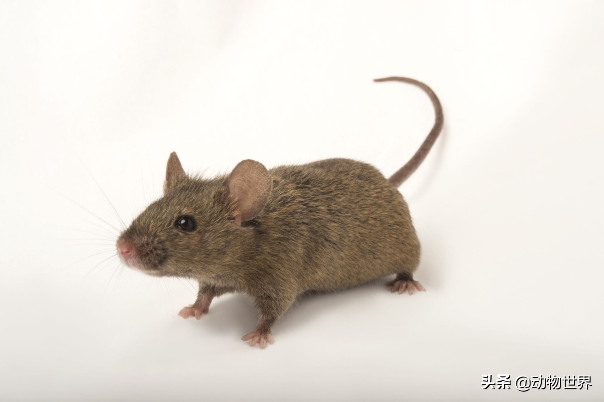 说鼠的往年适宜什么色彩衣服才好呢